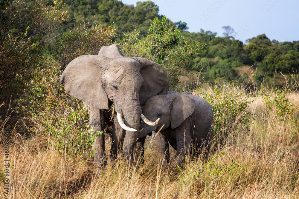 Mother and Baby Elephant in Africa