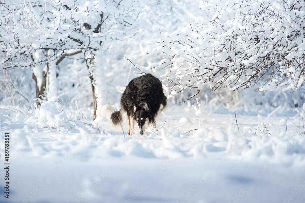 Black and white hunting dog stands in the snow and sniffs on the white and blue winter forest background Black and white hunting dog stands in the snow and sniffs on the white and blue winter forest background