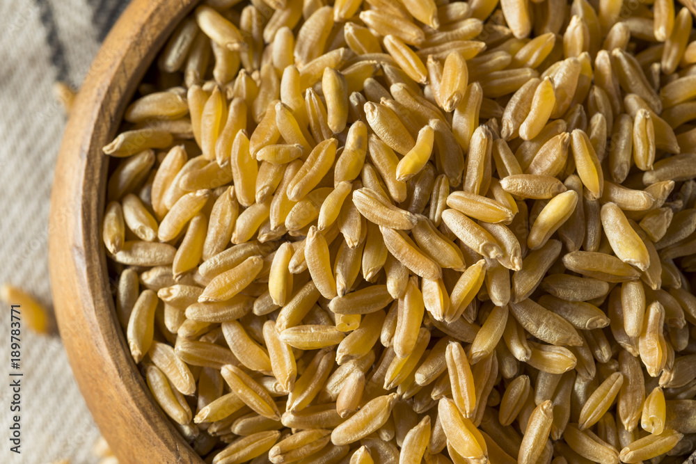Obraz premium Raw Organic Dry Kamut Berries Grain