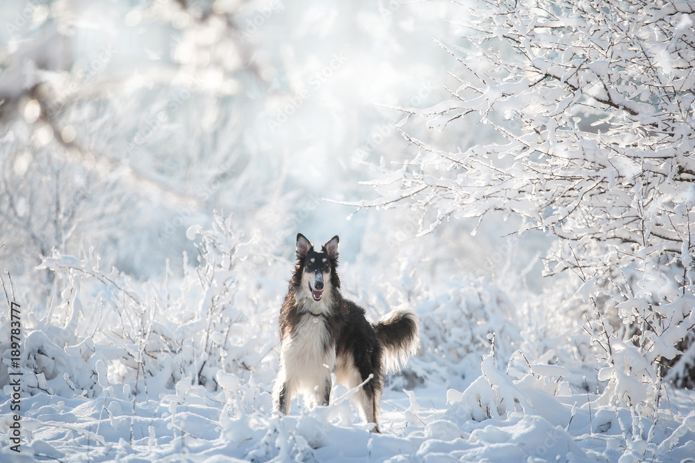 Black and white borzoi dog with the fluffy tail stands in the snow on the white winter background Black and white borzoi dog with the fluffy tail stands in the snow on the white winter background