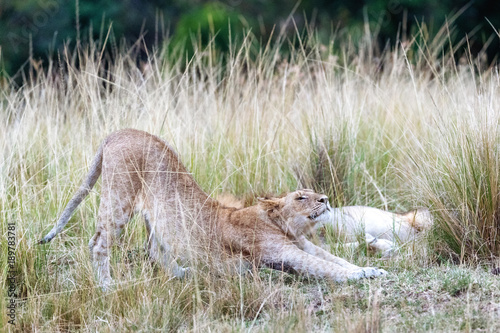 Lioness Stretching in Africa Grassland