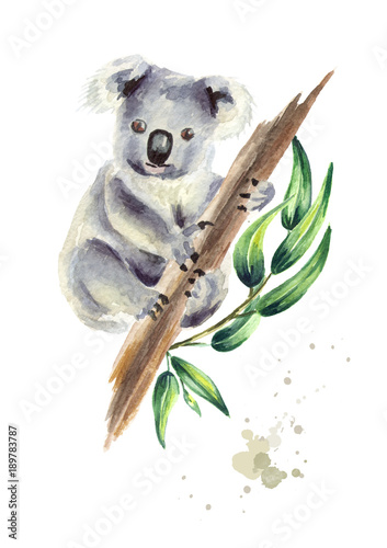 Canvas Print Koala bear sitting on eucalyptus branch, isolated on white background