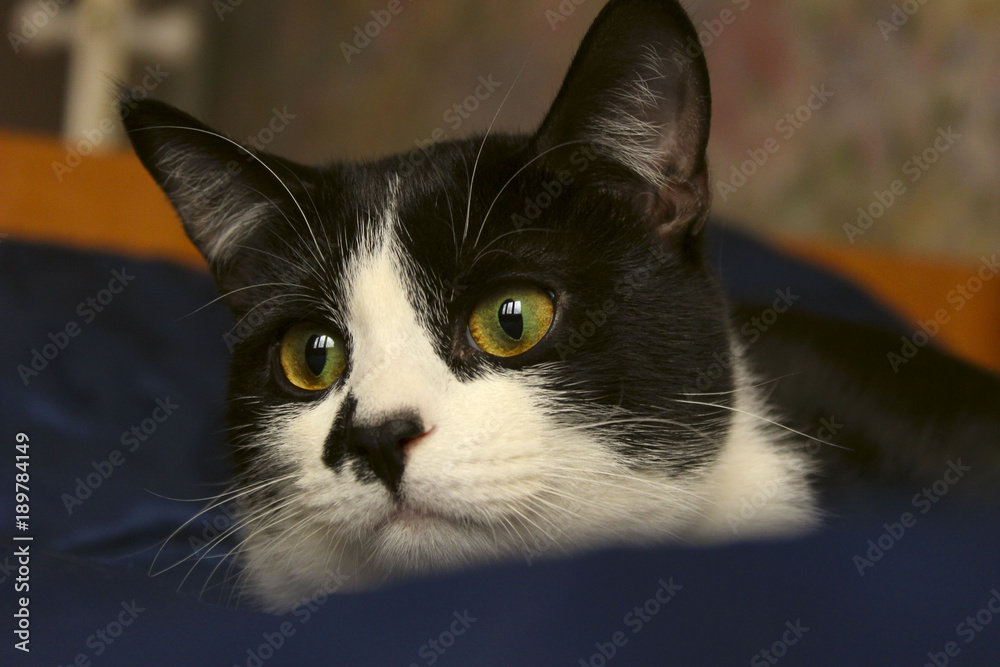 Cute Tuxedo Cat With Funny Face. Close up of a Cat, Cropped Shot. Animal Portrait.Cat Lying in Bed. Cat.

