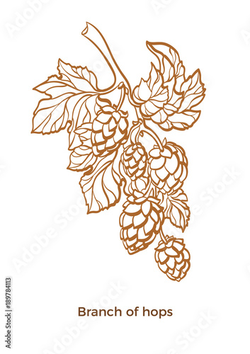 Vector branch of hops