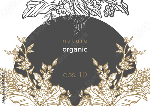 Branch of coffee. Vector template