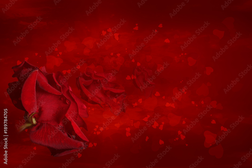 Red rose with drops of water on a red background with hearts in different  shades of red, wedding, birthday, anniversary, love Stock Photo | Adobe  Stock