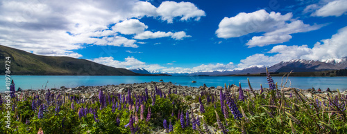 Lake Tekapo New Zealand lupins flowers