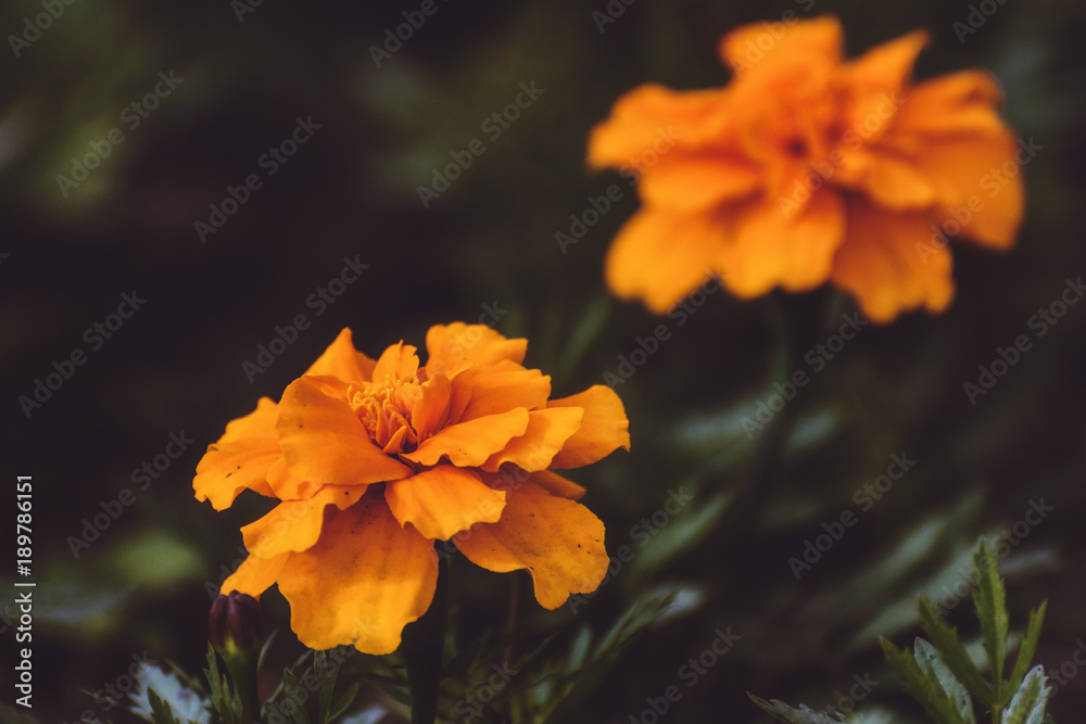 Orange flowers on a dark green background Orange flowers on a dark green background