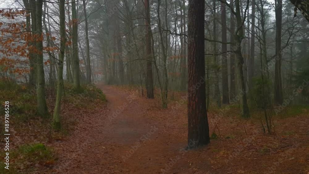 Landscape of the woods at autumn. Foggy day Landscape of the woods at autumn. Foggy day