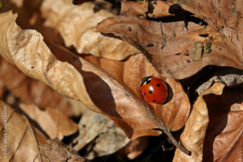 Fototapeta premium Siebenpunkt-Marienkäfer (Coccinella septempunctata) auf Herbstlaub 