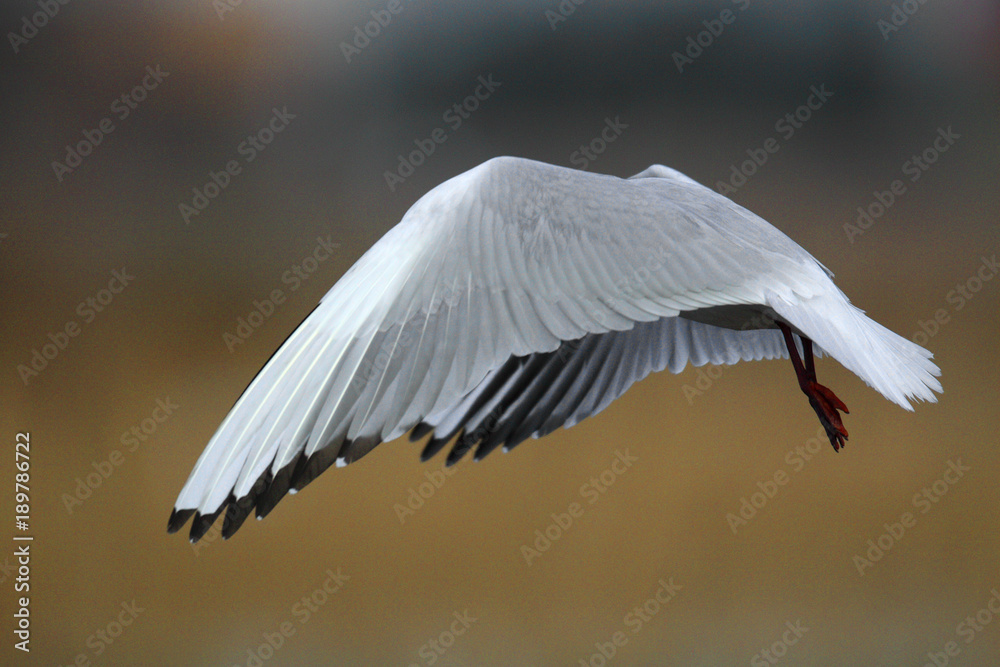 Fototapeta premium Single Laughing gull in flight within reed on a during a spring period