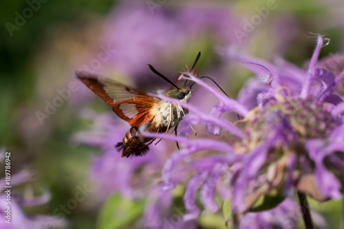 Hummingbird Clearwing Moth © Paul Sparks