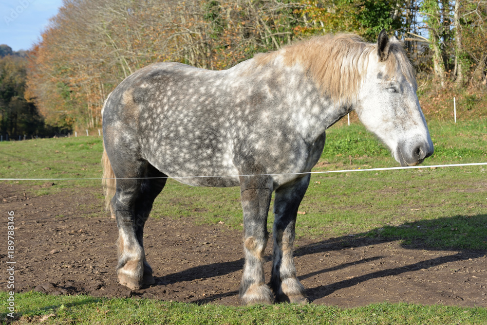 Obraz premium Cheval de trait .