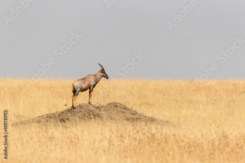 Topi standing on mound in Mara Triangle