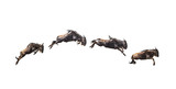 Series of Isolated Leaping Wildebeest