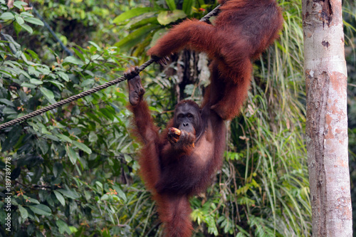 Borneo orangutans, Semenggoh, Malaysia