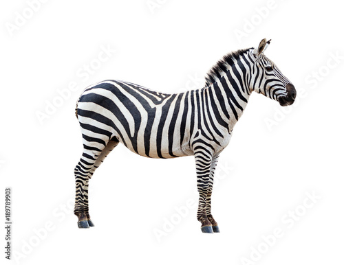 Profile Grevys Zebra Isolated on White photo