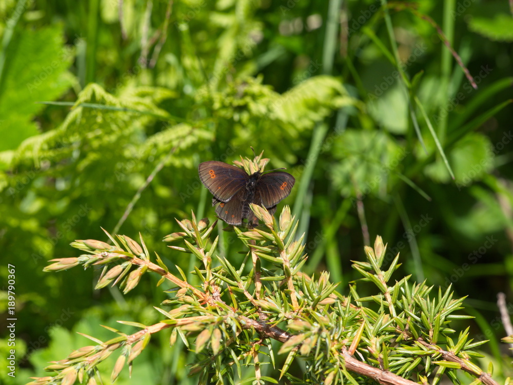 Obraz premium Braunauge auf Strauch