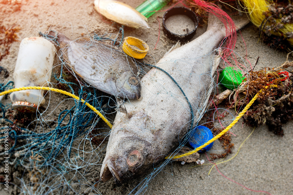 Death fish on the beach with plastic garbage