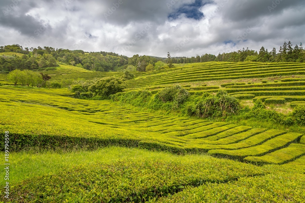Tea Cultivation in the Azores Tea Cultivation in the Azores