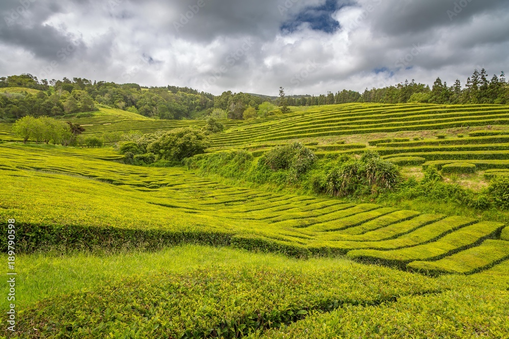 Tea Cultivation in the Azores