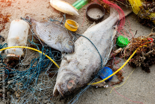 Obraz na płótnie Death fish on the beach with plastic garbage w salonie