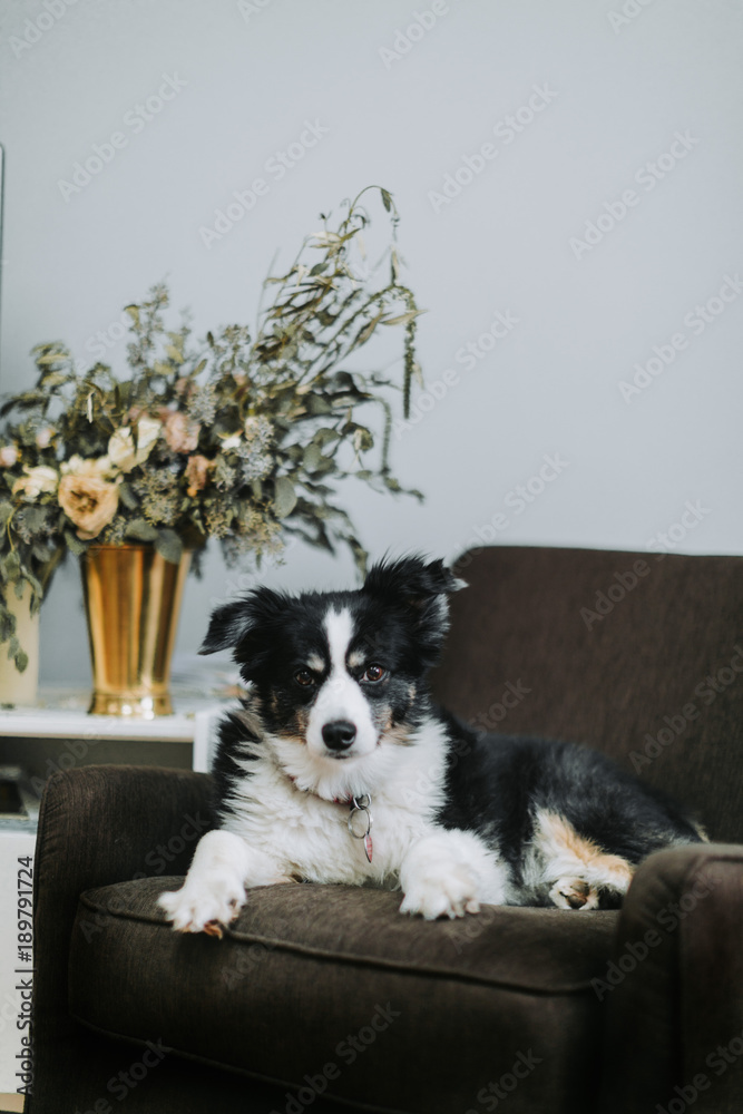 Mini Australian shepherd sits on a chair with flowers Mini Australian shepherd sits on a chair with flowers