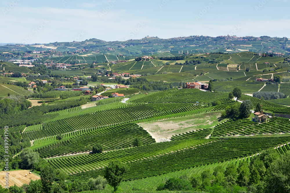Green countryside with vineyards in Piedmont, Italy
