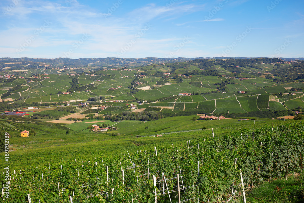 Green vineyards in Italy in a sunny day, blue sky