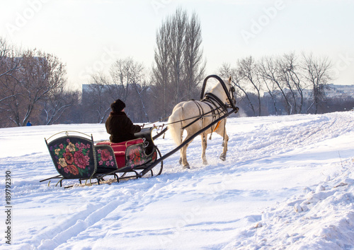 Man in the cart with white horse in winter park. Winter landscapes in Russia. Moscow, Russia, 2018.01.24.   © dimakig