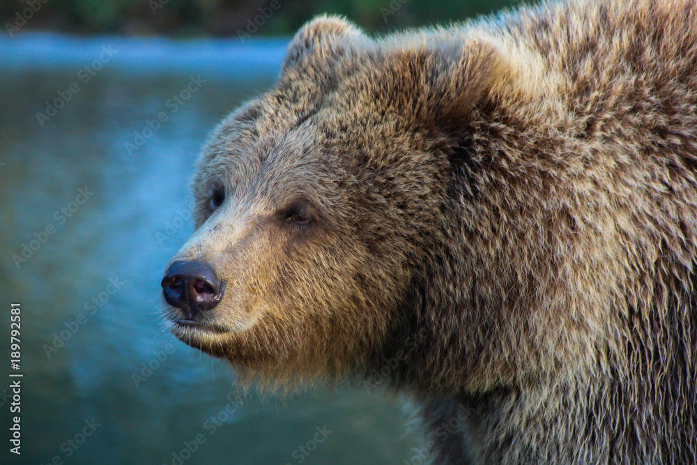 Obraz premium bear close up 1