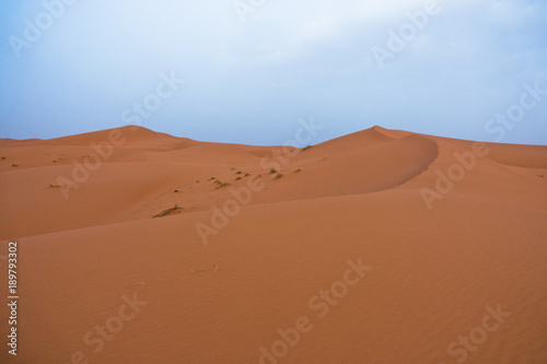 Sand dunes in Erg Chebbi before sunrise, Sahara desert, Morocco, Africa © banepetkovic