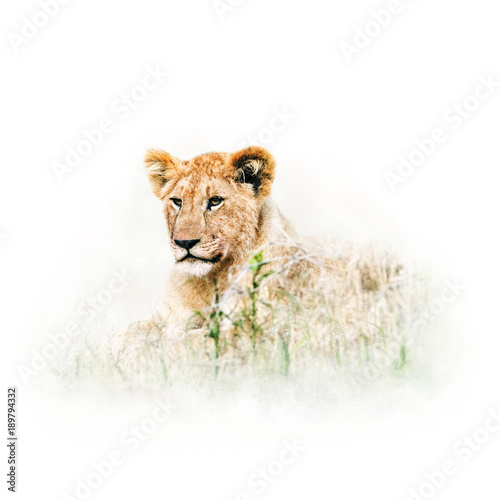 Baby Lion in Africa Isolated on White