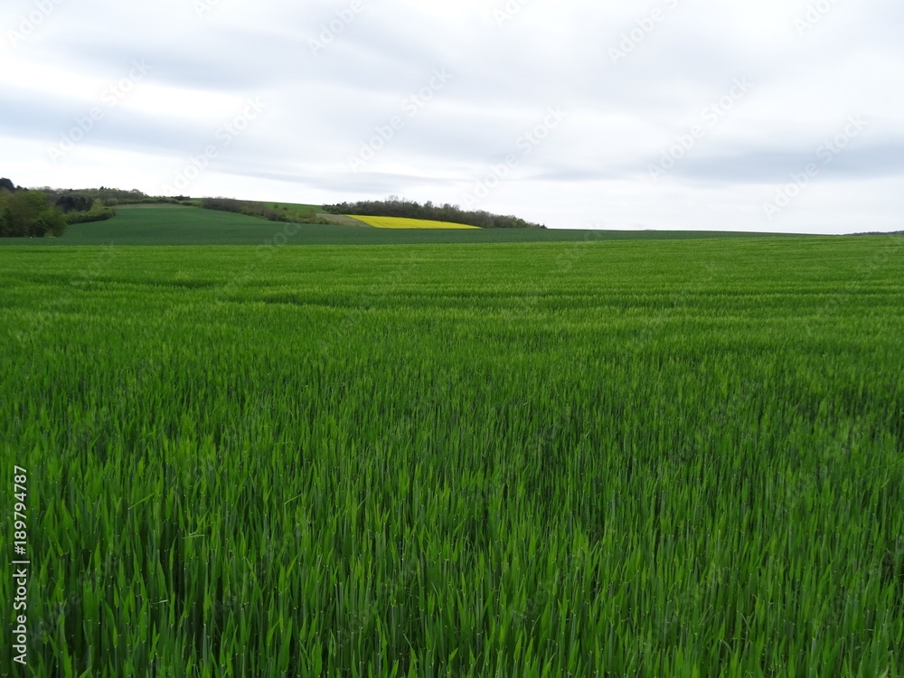 Obraz premium paysage agricole