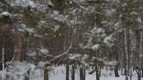 winter forest pine