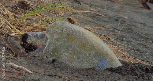 Leatherback Sea Turtle, Laying And Covering Her Eggs, Costa Rica photo