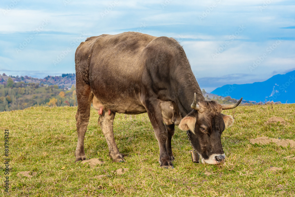 Pestera,Brasov, Romania: Free cow grazing on a meadow in autumn colors with white mountains in the background. Pestera,Brasov, Romania: Free cow grazing on a meadow in autumn colors with white mountains in the background.