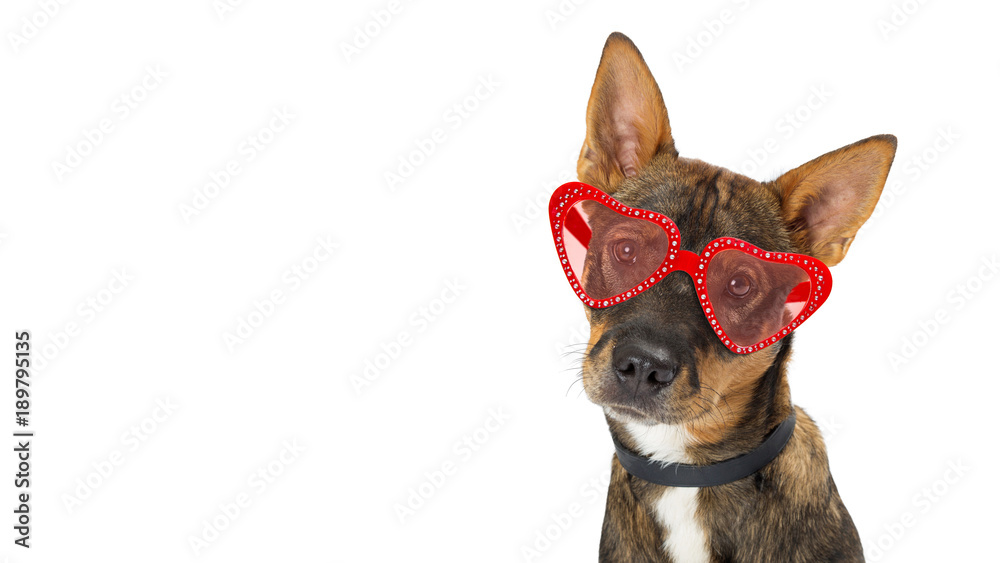 Dog Wearing Valentine Heart Glasses Banner
