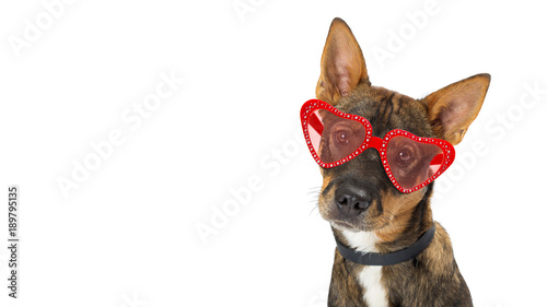 Dog Wearing Valentine Heart Glasses Banner