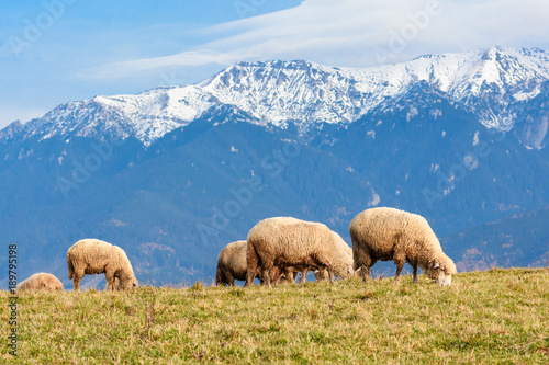 Pestera,Brasov, Romania: Free sheep grazing on a meadow in autumn colors with white mountains in the background.