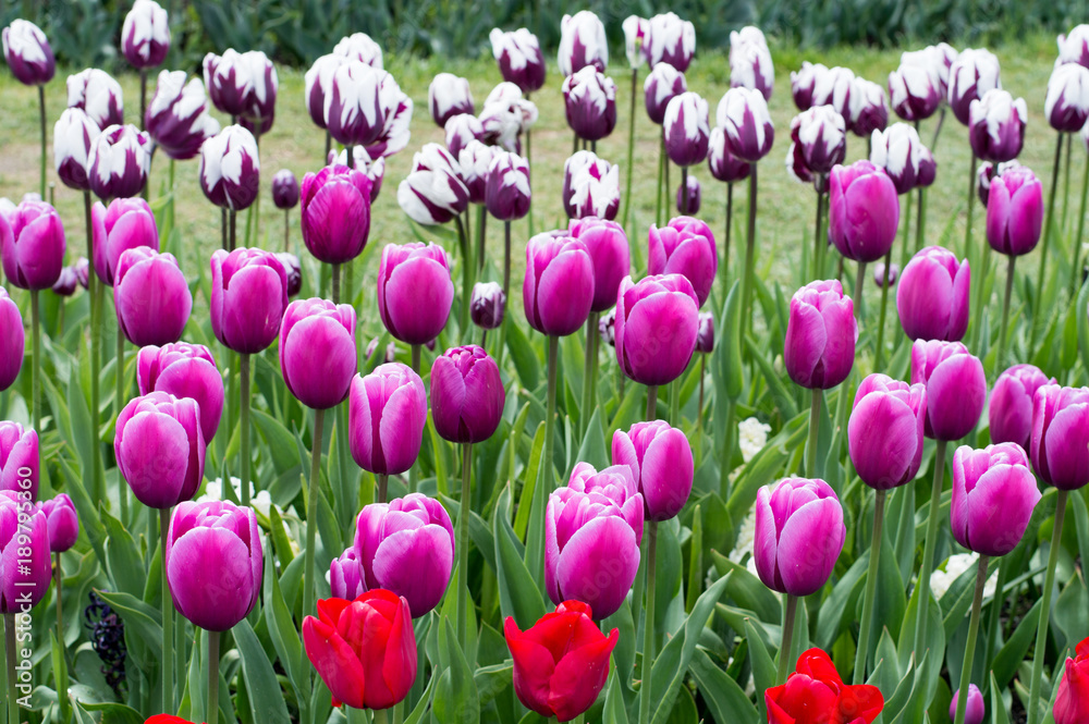 Obraz premium Spring Tulips