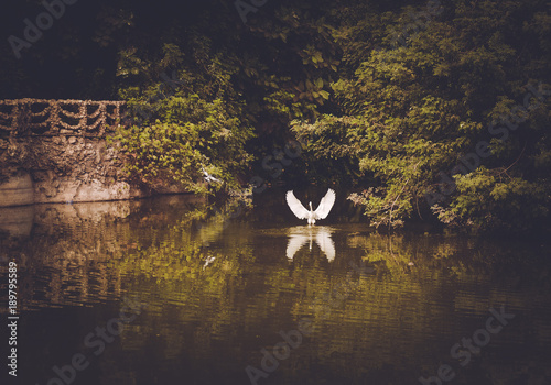 White Heron in giza zoo lake (ID: 189795589)