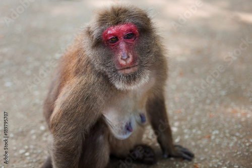 Monkey mother with big tits. Wild nature. Thailand. Chiang Mai 