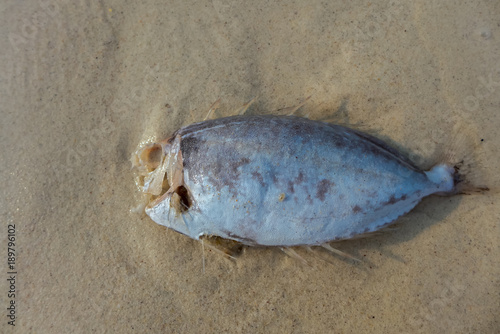 A dead fish in the sand