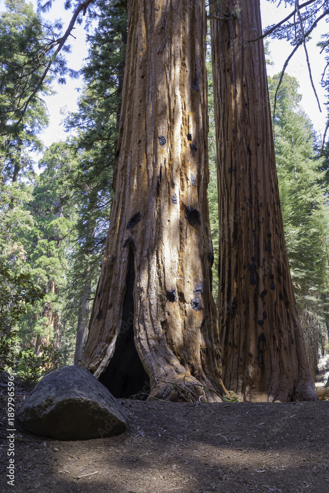 Sequoia National Park