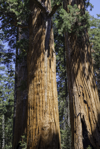 Sequoia National Park