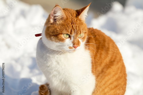 Cut red-white cat playing on white snow surface. Sunny beautiful winter day. Close up. © Victoria Kondysenko