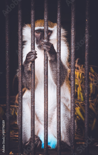 Monkey is imprisoned in giza zoo (ID: 189796589)