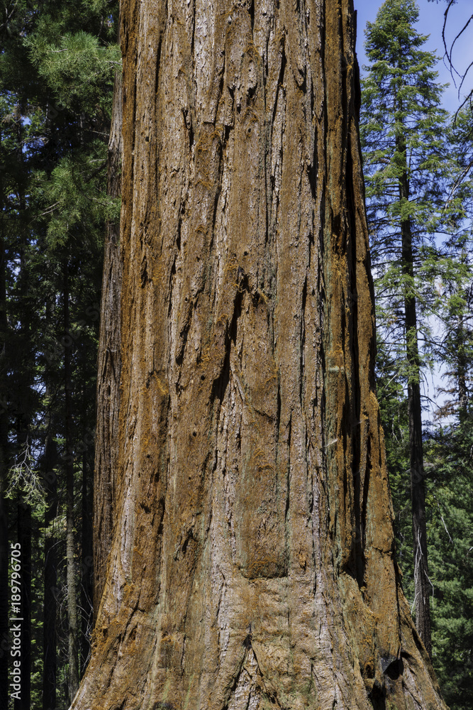 Sequoia National Park