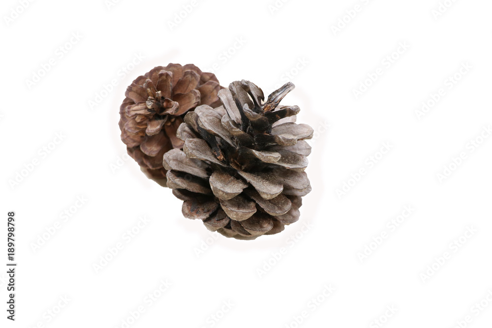 Pine cones brown color on white background Pine cones brown color on white background